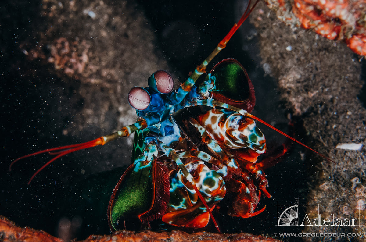 Adelaar — Total Raja Ampat — Sorong to Sorong — 10 Nights