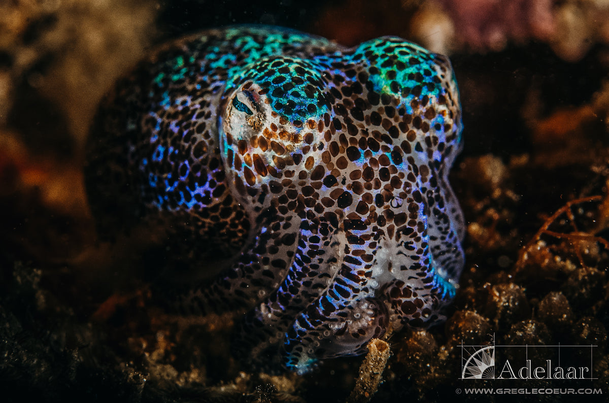 Adelaar — Total Raja Ampat — Sorong to Sorong — 10 Nights