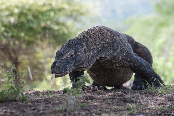 Akomo Isseki — Komodo — 7 Nights