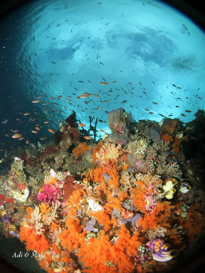 Akomo Isseki — Raja Ampat — 10 Nights