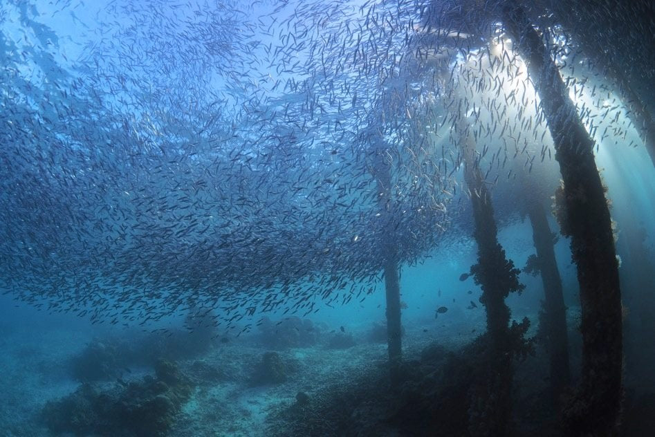 Akomo Isseki — Raja Ampat — 10 Nights