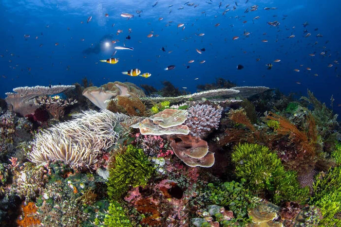 Alor Tanapi Dive Resort