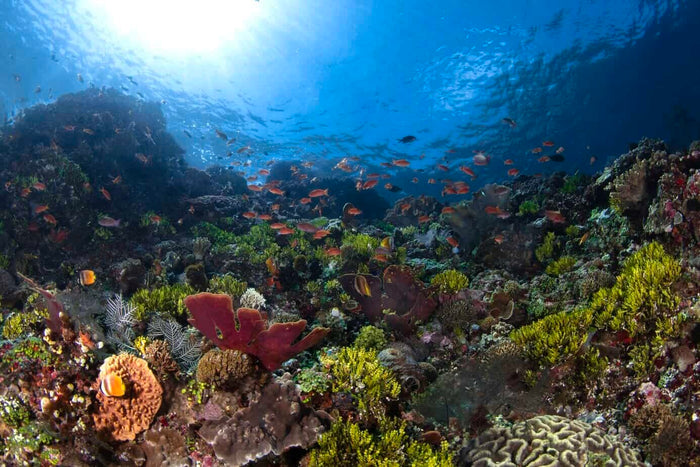 Alor Tanapi Dive Resort