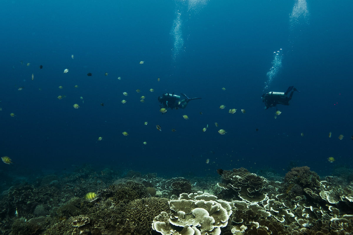 Divers above a coral garden at Apo Island, Philippines