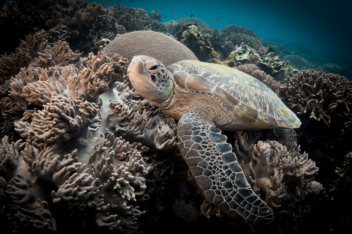 Sea turtle resting above corals at Apo Island, Philippines