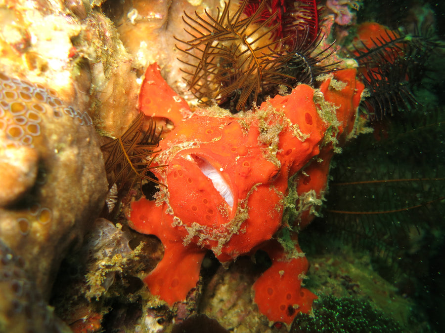 Anilao