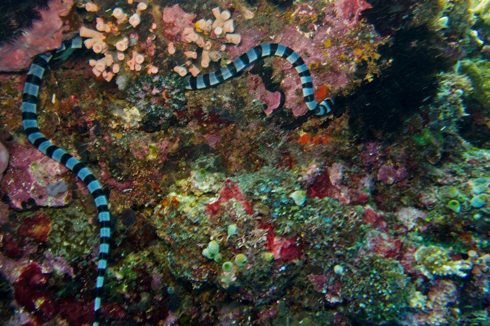 Banded sea krait on the reef at Atauro Island