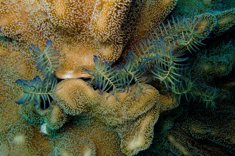 Feather stars spread across corals at Atauro Island
