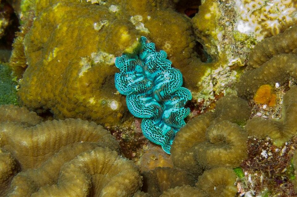 Giant clam with a patterned mantle on an Atauro reef