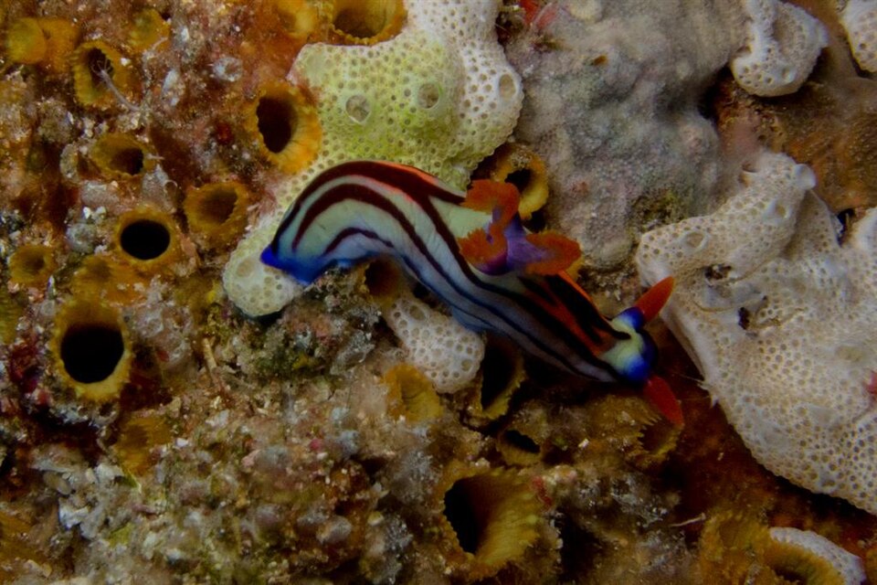 Colourful nudibranch among marine growth at Atauro Island
