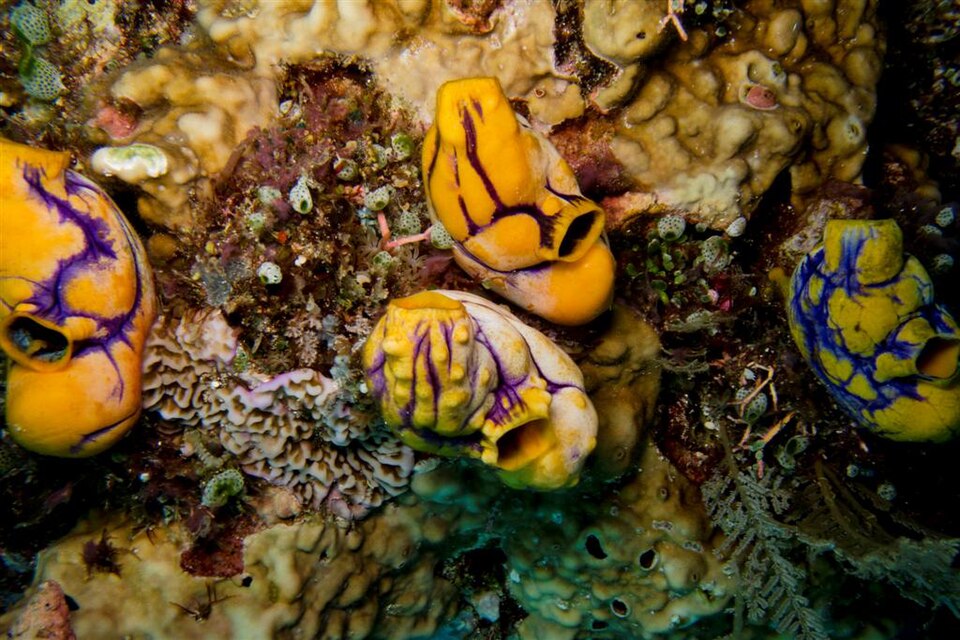 Colourful tunicates on the reef at Atauro Island
