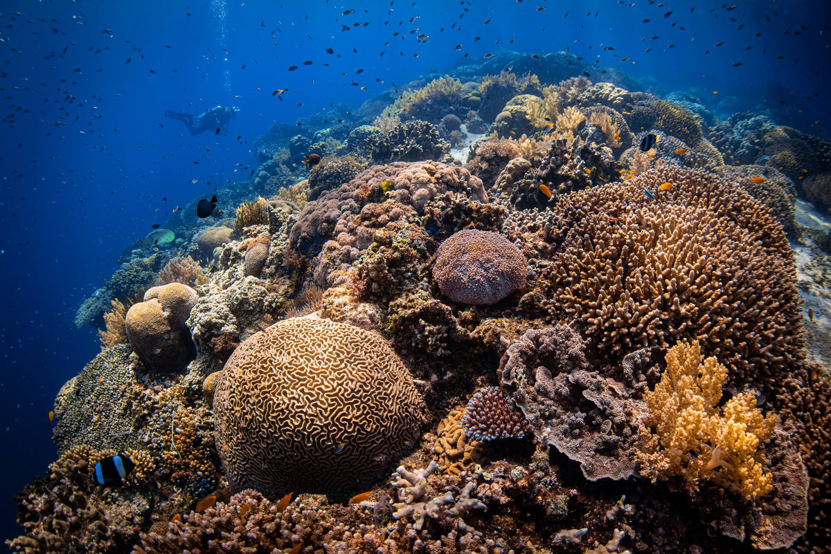Atlantis Infiniti — Visayas West