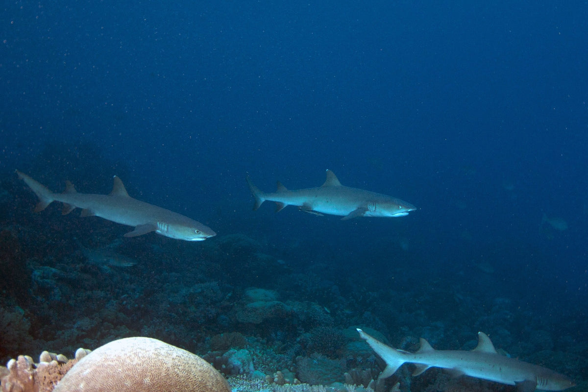 Atlantis Adventurer — Tubbataha Reefs