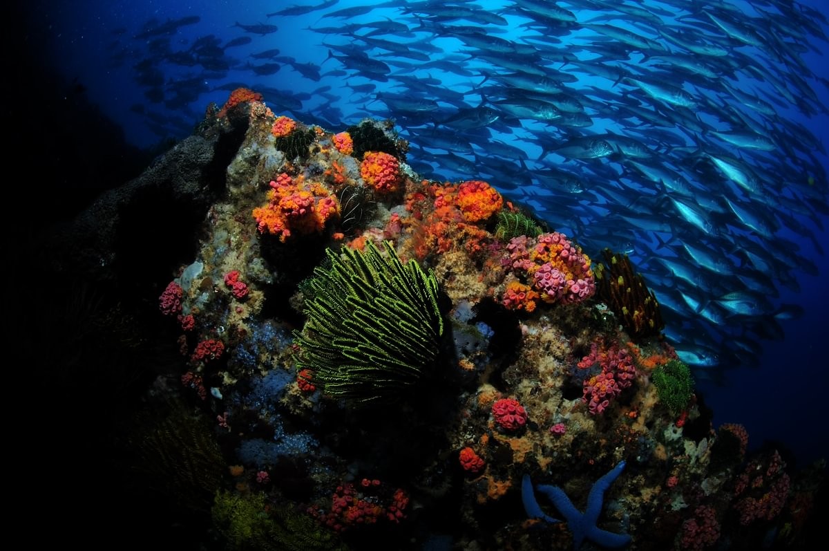 Atlantis Infiniti — Visayas West