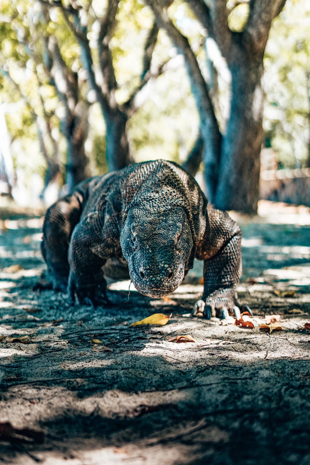 Bajak — Komodo Highlights