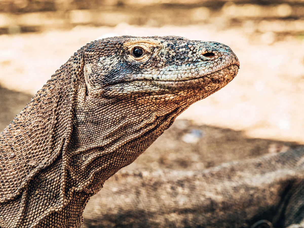 Bajak — Komodo Highlights