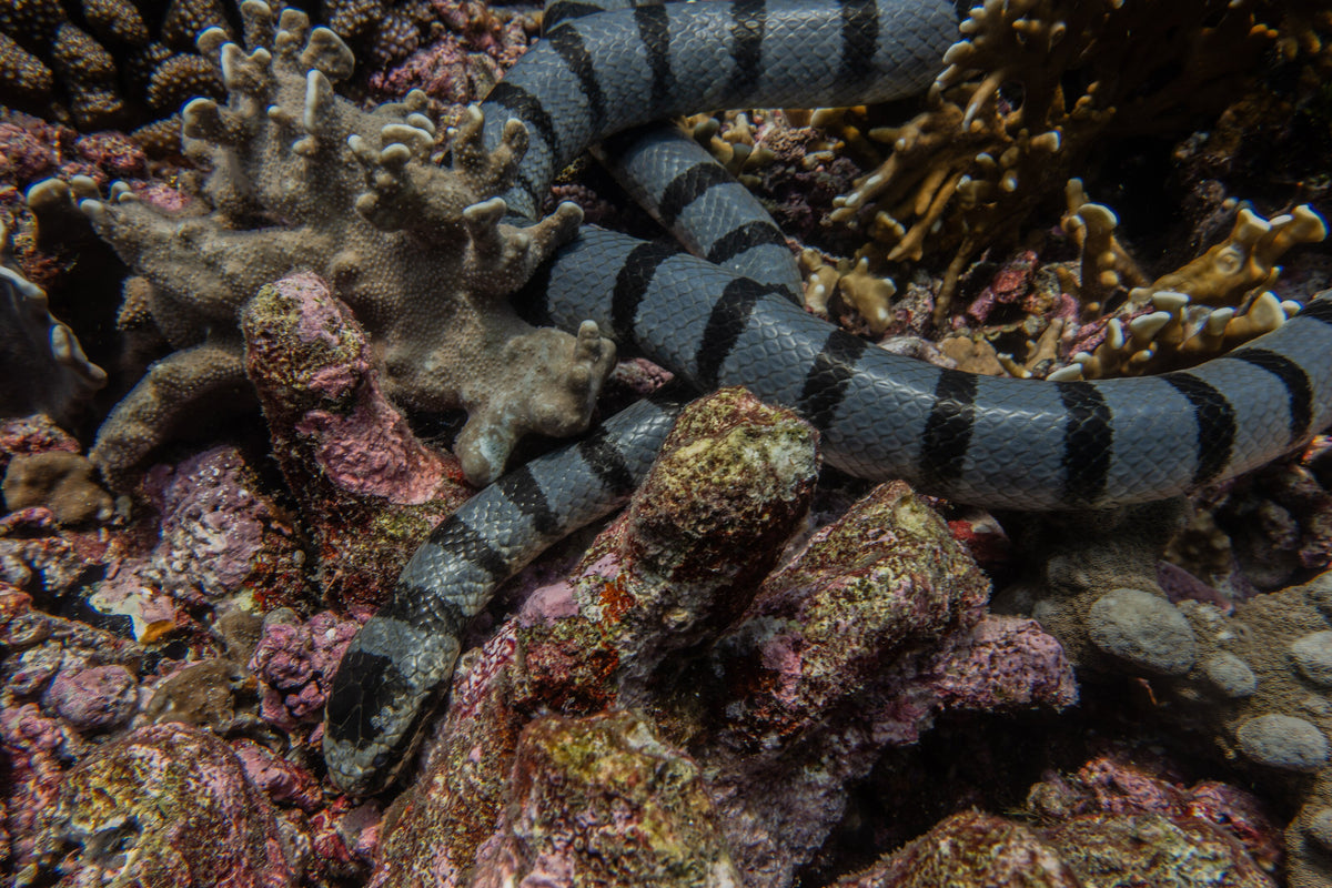 Banded sea krait among corals in the Banda Islands, Indonesia