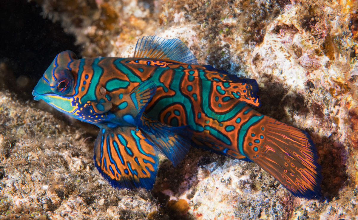 Colourful mandarinfish resting among corals in the Banda Islands, Indonesia