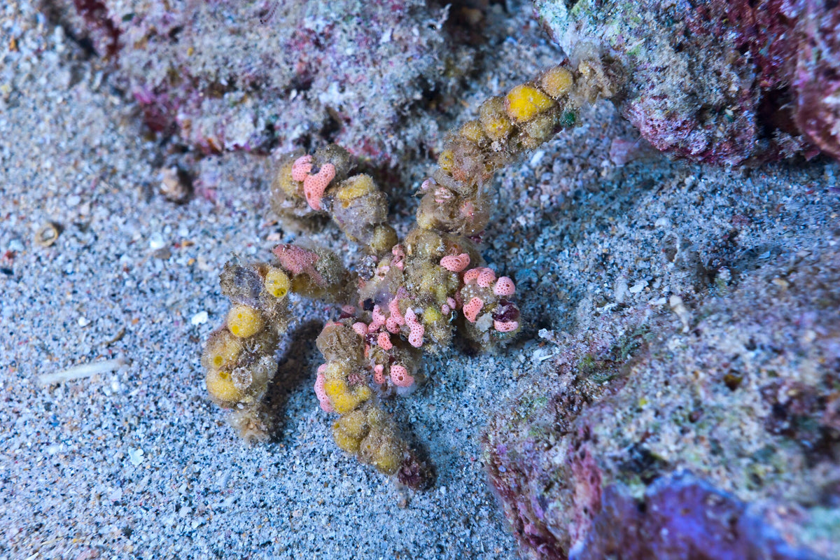 Camouflaged decorator crab on the reef at Banda Neira, Indonesia