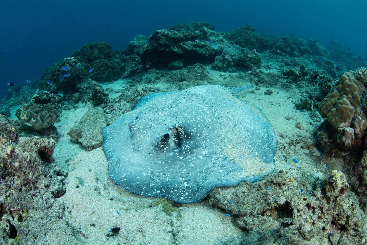 Porcupine ray resting on coral rubble at Pulau Hatta in the Banda Islands, Indonesia