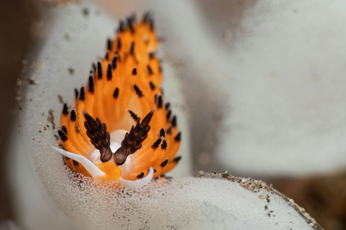 Blue Lotus — 4D3N Komodo — Labuan Bajo to Labuan Bajo — 3 Nights