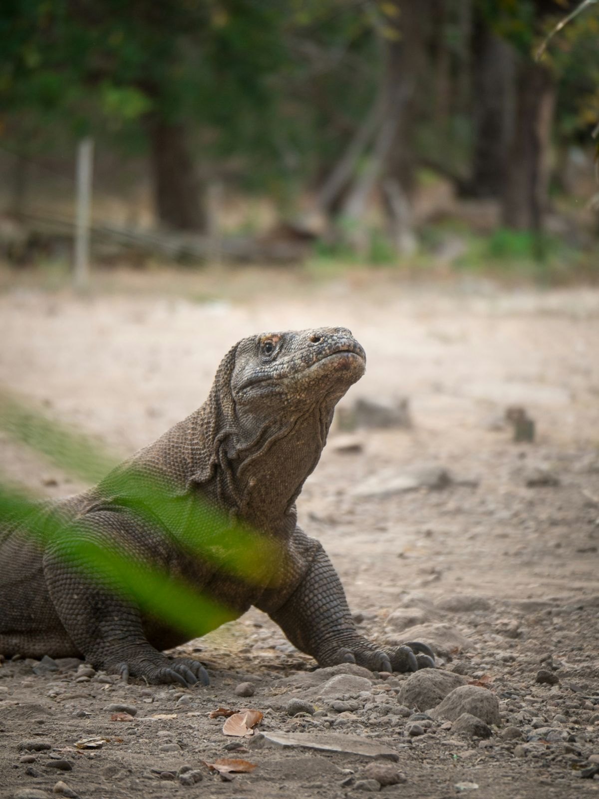 Blue Lotus — 4D3N Komodo — Labuan Bajo to Labuan Bajo — 3 Nights