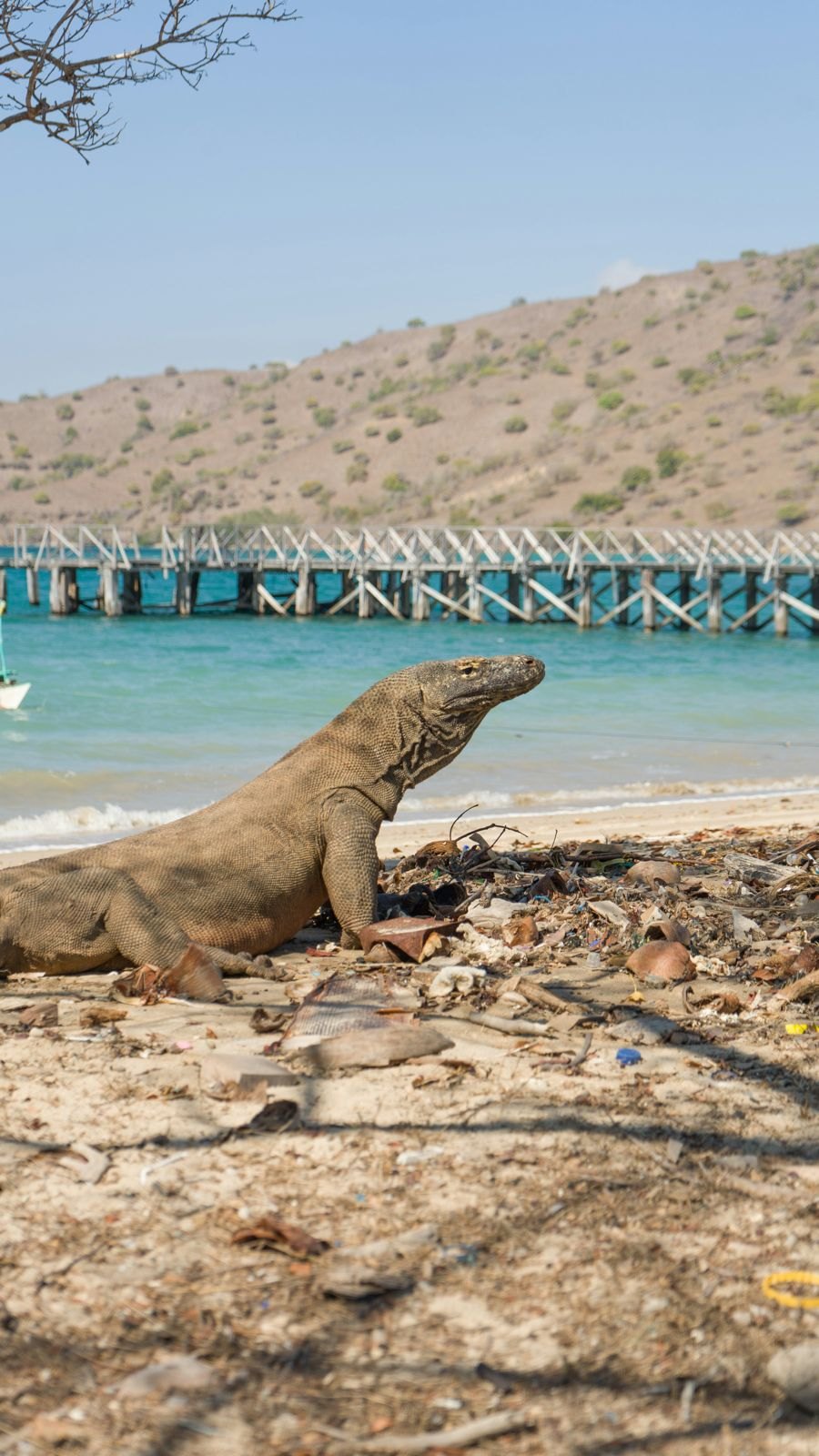 Blue Lotus — 4D3N Komodo — Labuan Bajo to Labuan Bajo — 3 Nights