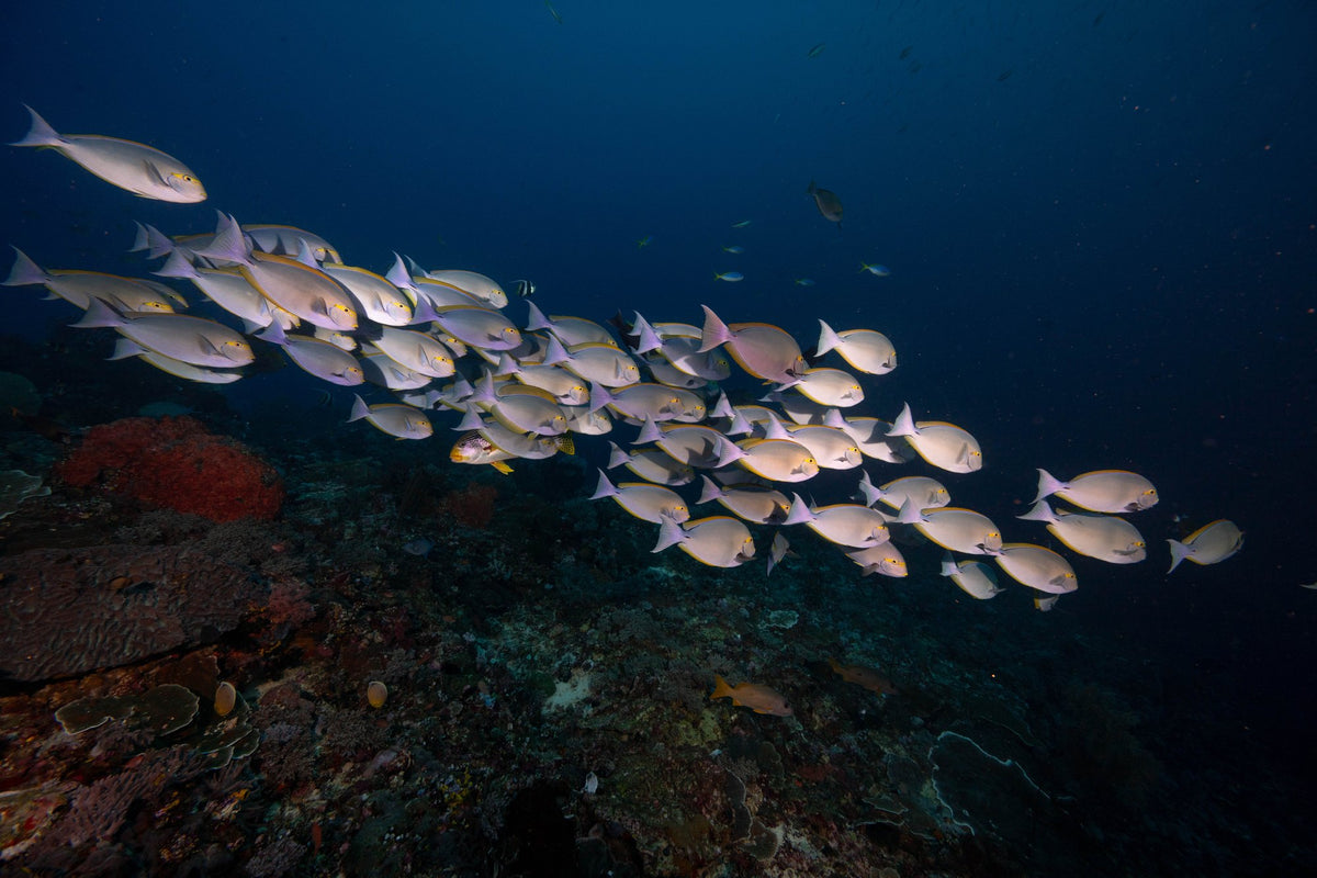 Blue Lotus — 4D3N Komodo — Labuan Bajo to Labuan Bajo — 3 Nights