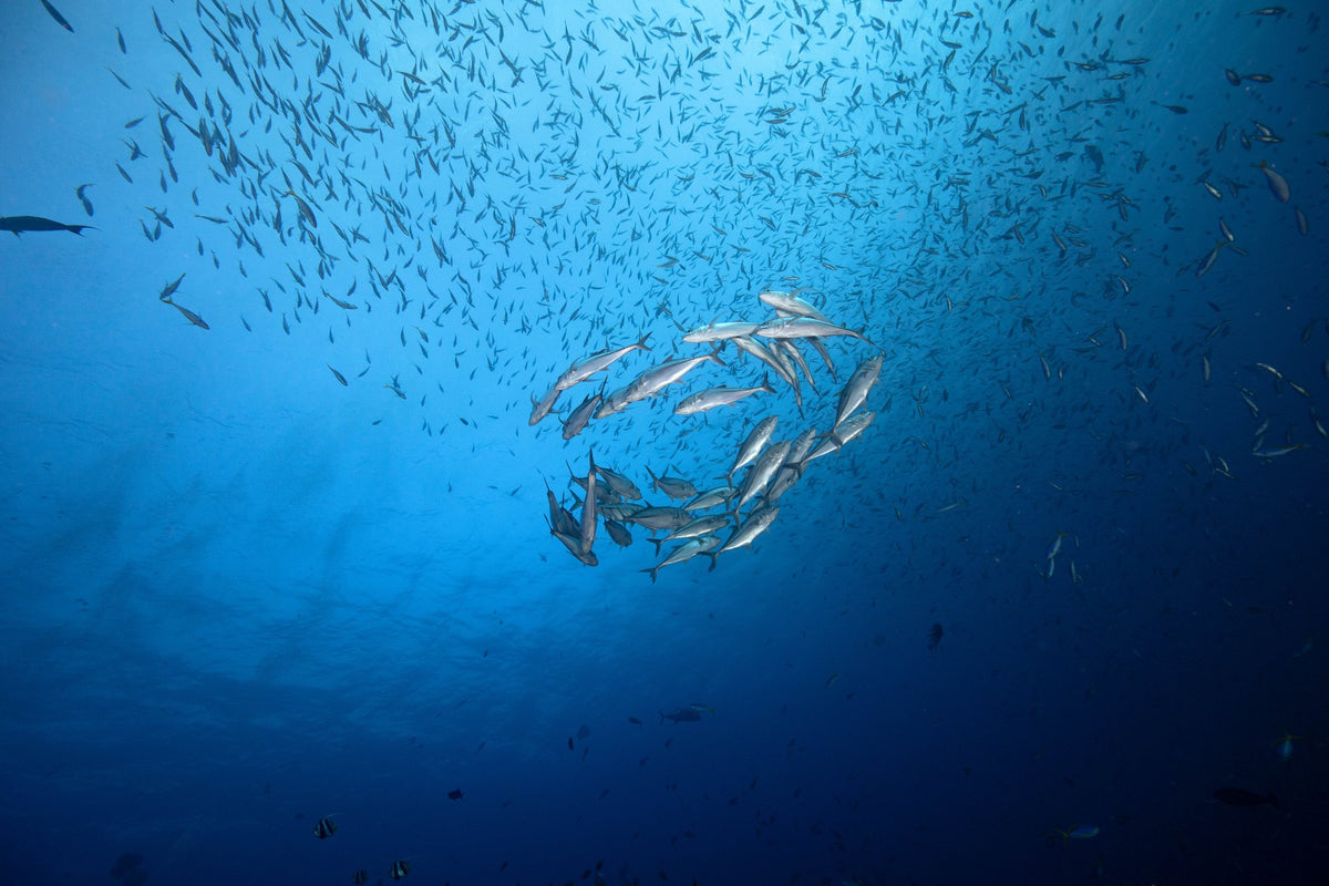 Blue Lotus — 4D3N Komodo — Labuan Bajo to Labuan Bajo — 3 Nights