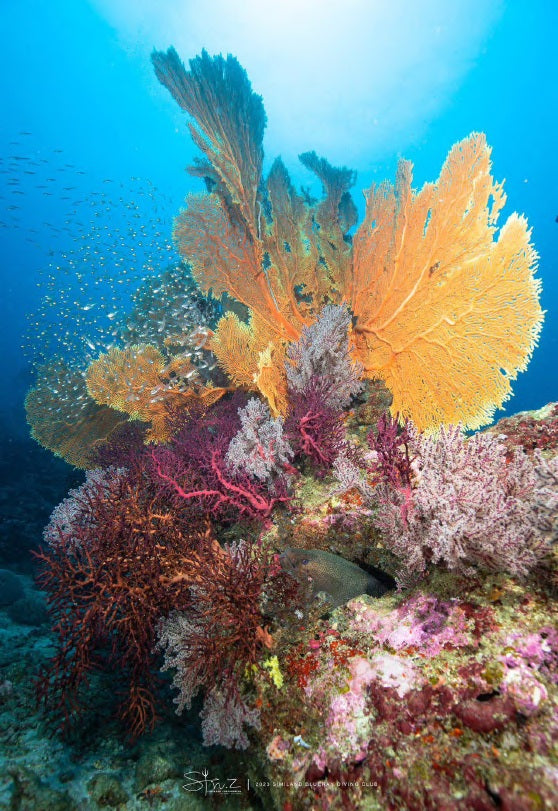 Cachalo — Alor to Ambon — 8 Nights