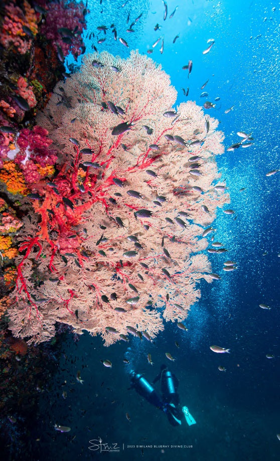Cachalo — Alor to Ambon — 8 Nights