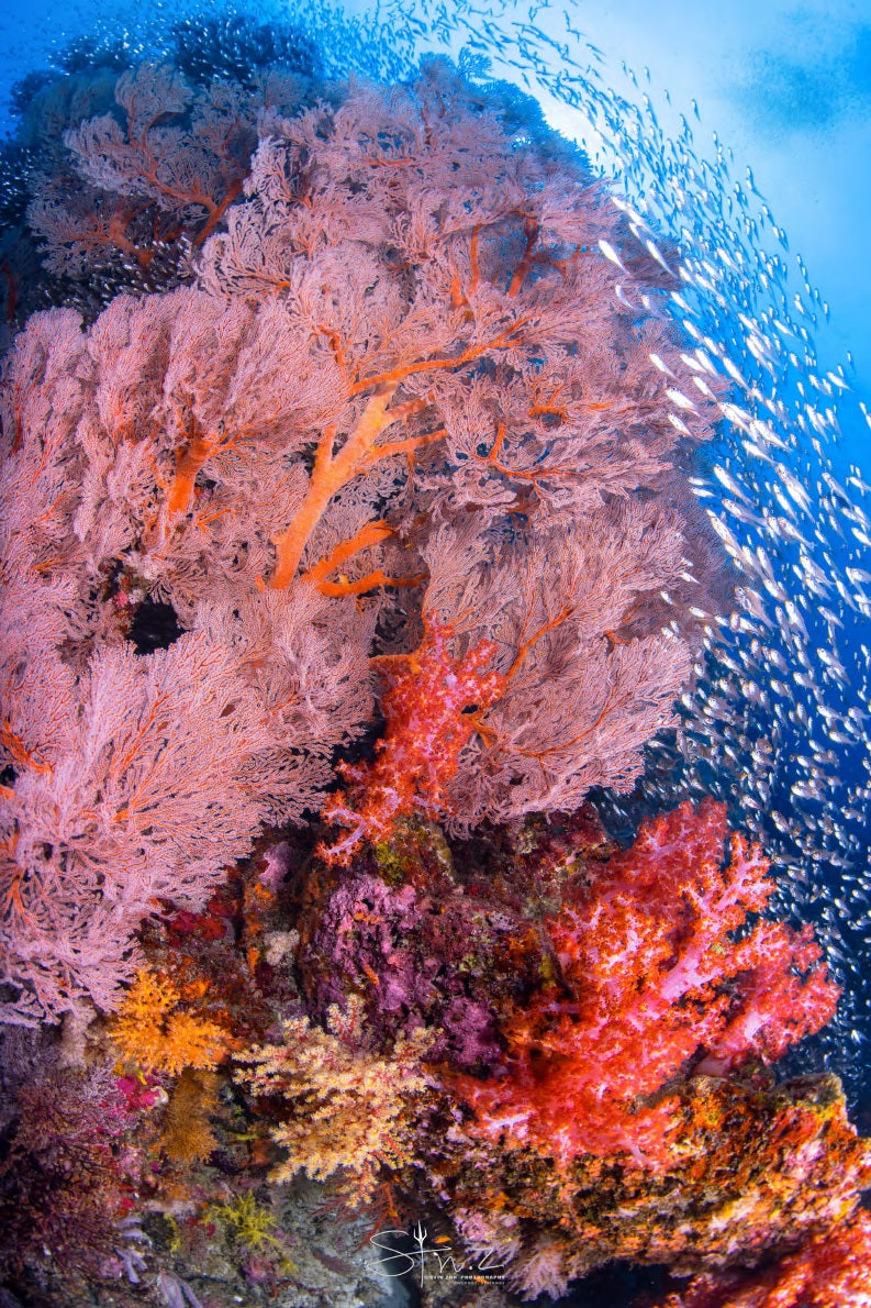 Cachalo — Alor to Ambon — 8 Nights