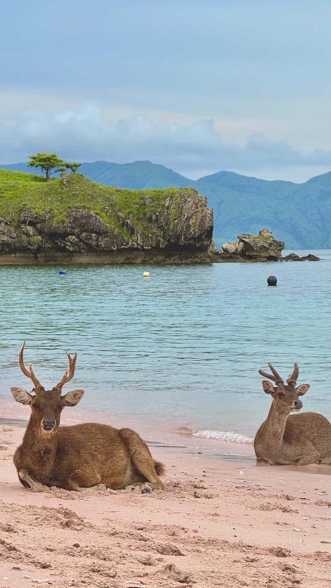 Cachalo — Komodo — Labuan Bajo to Labuan Bajo — 6 Nights
