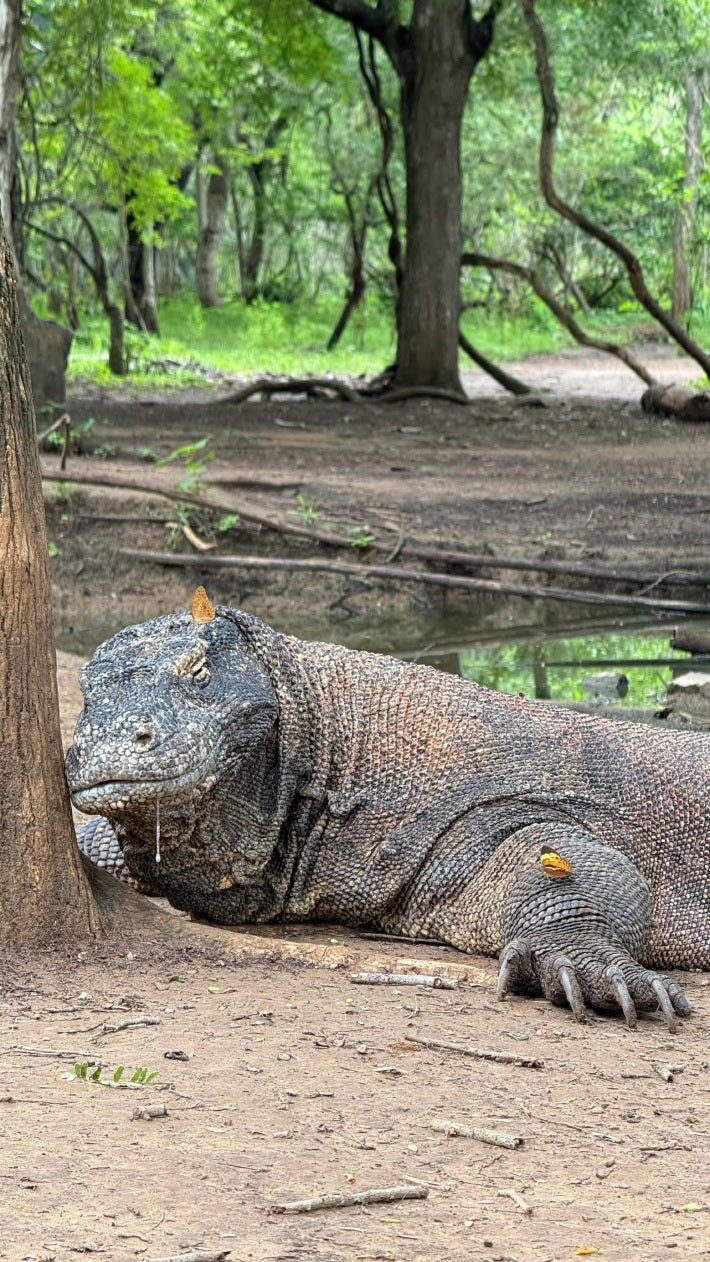 Cachalo — Komodo — Labuan Bajo to Labuan Bajo — 6 Nights
