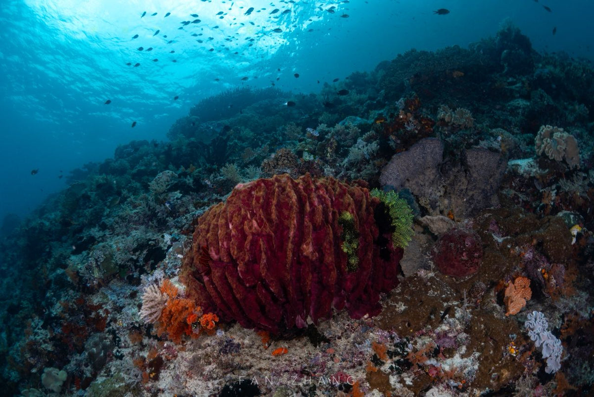 Cachalo — Ambon to Raja Ampat — Ambon to Sorong — 7 Nights