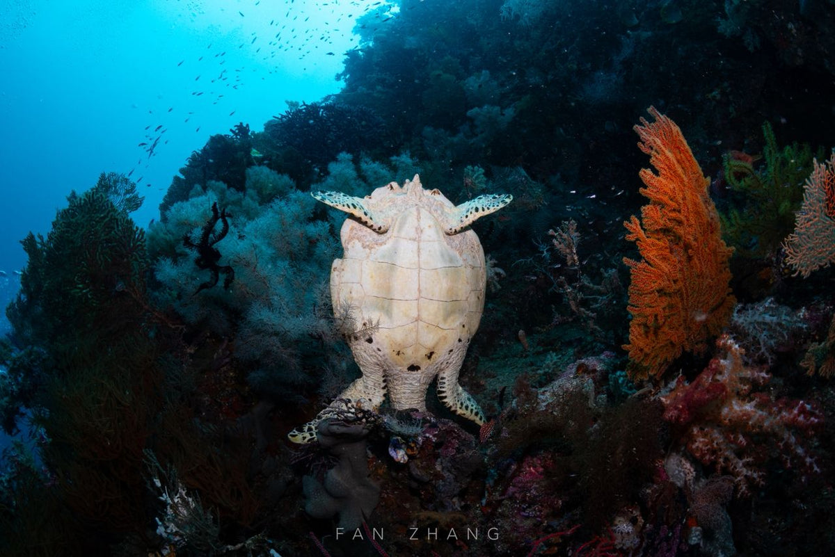 Cachalo — Ambon to Raja Ampat — Ambon to Sorong — 7 Nights