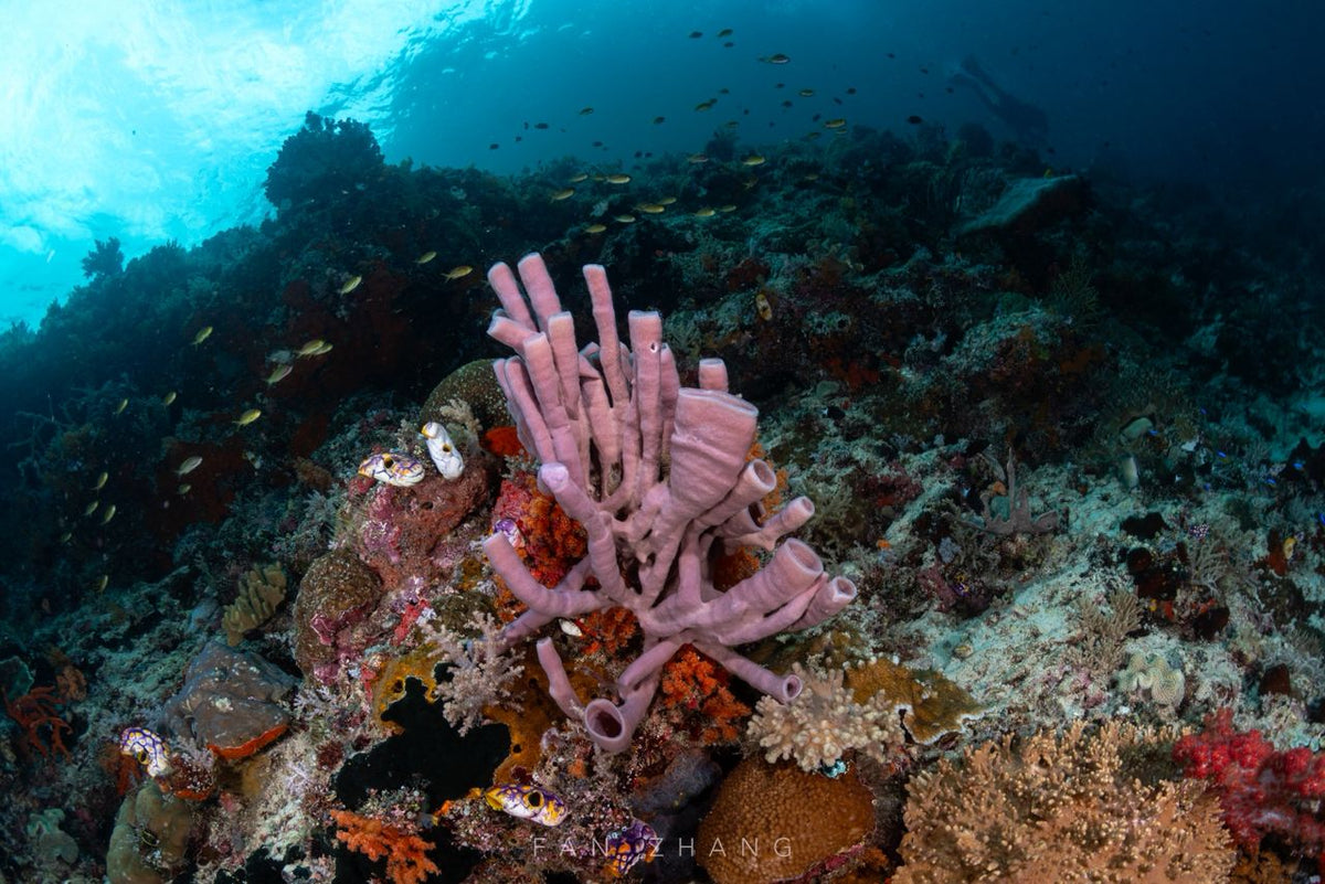 Cachalo — Ambon to Raja Ampat — Ambon to Sorong — 7 Nights