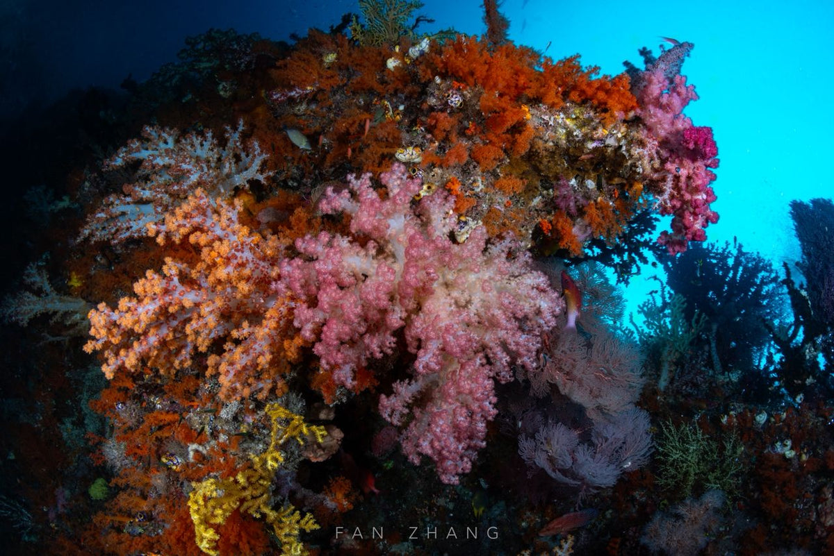 Cachalo — Ambon to Raja Ampat — Ambon to Sorong — 7 Nights