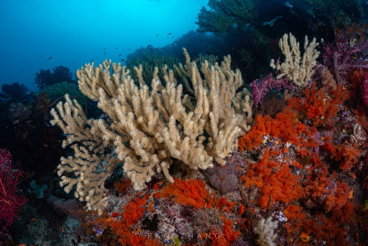 Cachalo — Ambon to Raja Ampat — Ambon to Sorong — 7 Nights