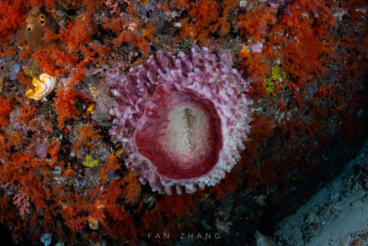 Cachalo — Ambon to Raja Ampat — Ambon to Sorong — 7 Nights