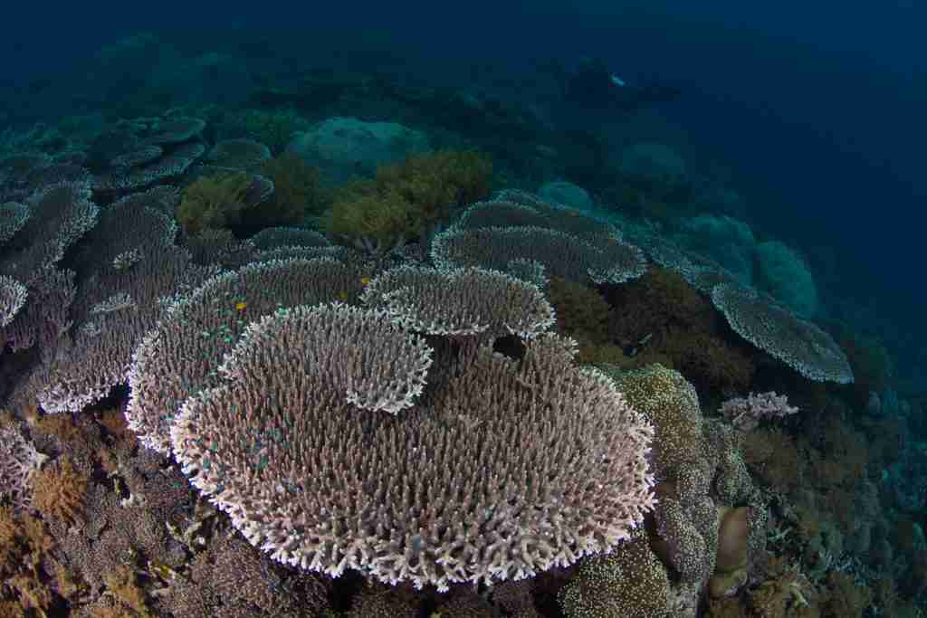 Cajoma IV — Komodo — 3 Nights