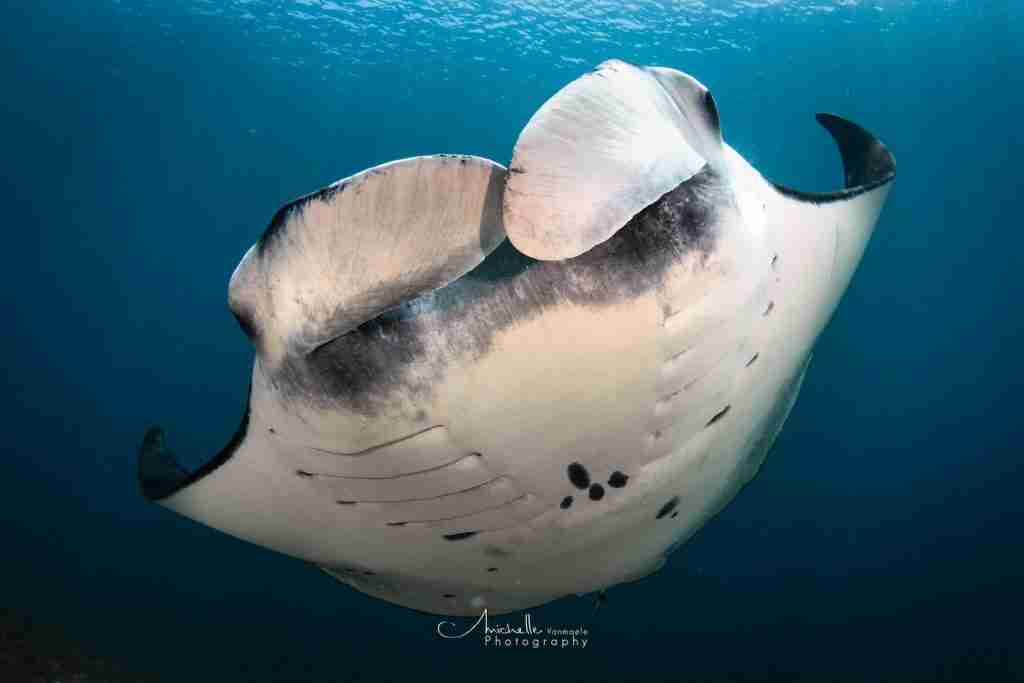 Cajoma IV — Komodo — 3 Nights