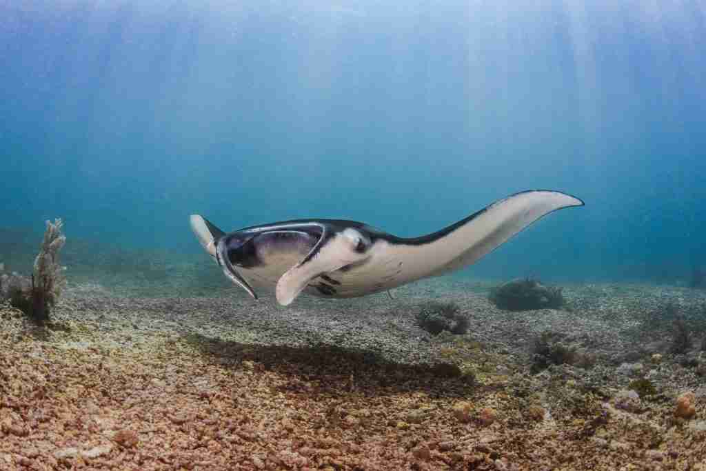 Cajoma IV — Komodo — 3 Nights