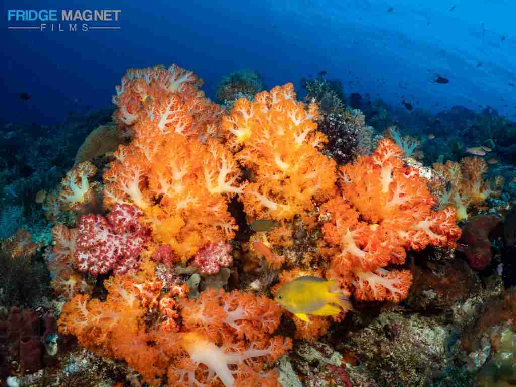 Cajoma IV — Komodo — 3 Nights