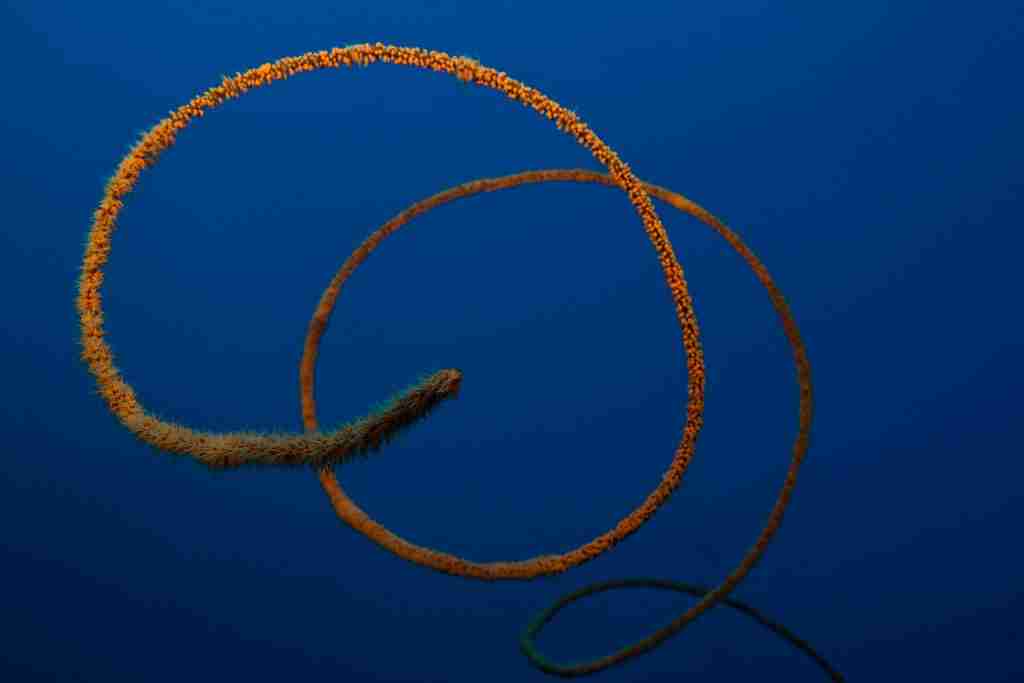 Cajoma IV — Komodo — 3 Nights