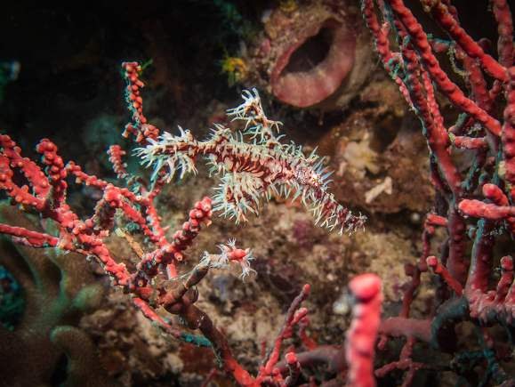 Calico Jack — Banda Neira & Misool — Sorong to Ambon — 11 Nights