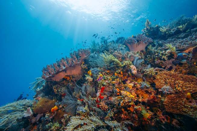 Calico Jack — Cenderawasih Bay — Manokwari to Nabire — 11 Nights