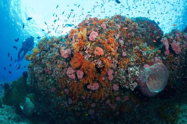 Calico Jack — Cenderawasih Bay — Nabire to Manokwari — 11 Nights