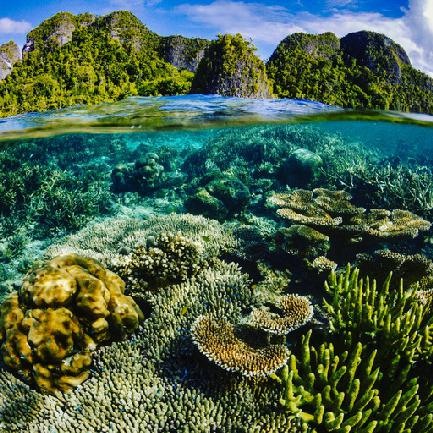 Calico Jack — Raja Ampat Central & Wayag — 8 Nights