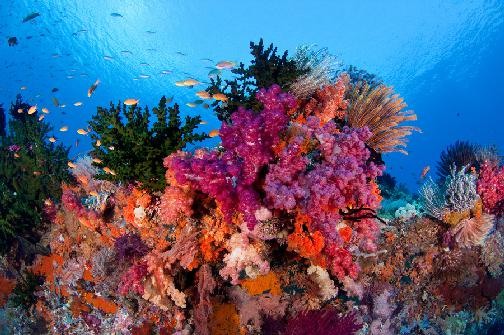 Calico Jack — Raja Ampat Central & Wayag — 8 Nights